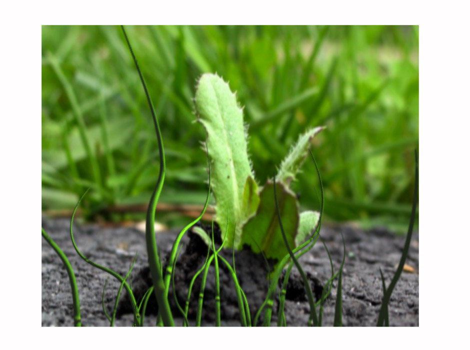 grass